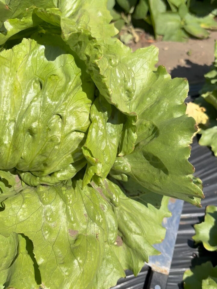 隙間時間に畑を始動する事にしました👩🏼‍🌾
